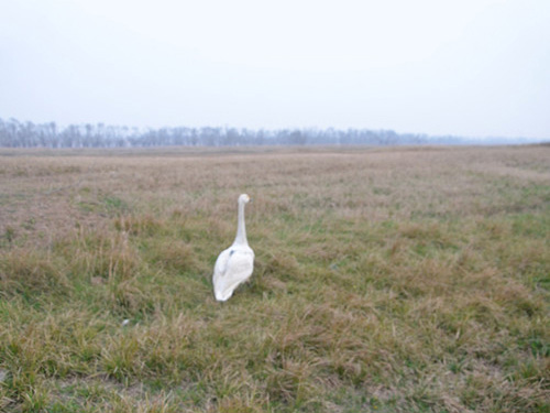 2015年3月幼天鹅追踪