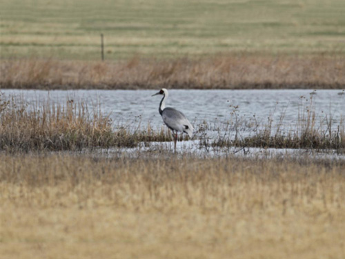 2016年1月神器助力仙鹤回弃世然