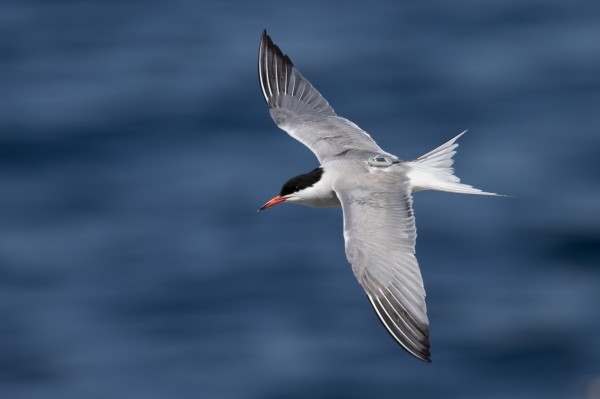 MG4355线路检测中心携手奥杜国海鸟钻研所首追通常燕鸥