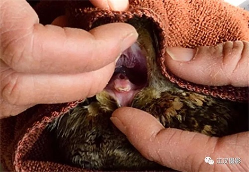 MG4355线路检测中心,湖南野活泼物追踪,湖南卫星追踪器,湖南追踪器