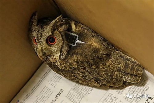 MG4355线路检测中心,湖南野活泼物追踪,湖南卫星追踪器,湖南追踪器