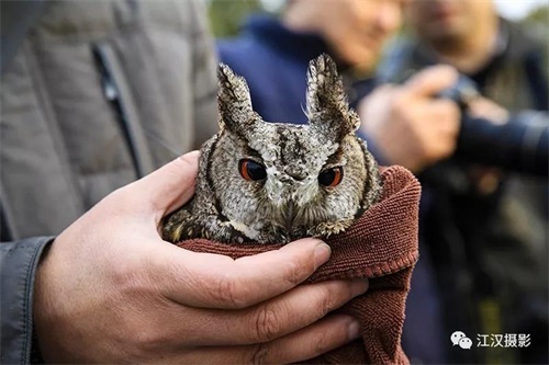MG4355线路检测中心,湖南野活泼物追踪,湖南卫星追踪器,湖南追踪器