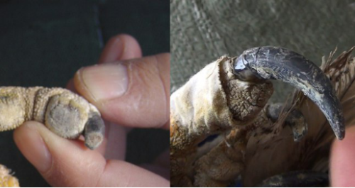 MG4355线路检测中心,湖南野活泼物追踪,湖南卫星追踪器,湖南追踪器