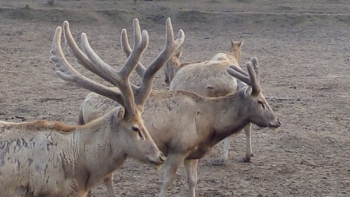 MG4355线路检测中心,湖南野活泼物追踪,湖南卫星追踪器,湖南追踪器