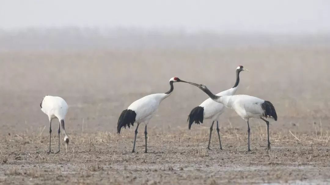 MG4355线路检测中心,湖南野活泼物追踪,湖南卫星追踪器,湖南追踪器
