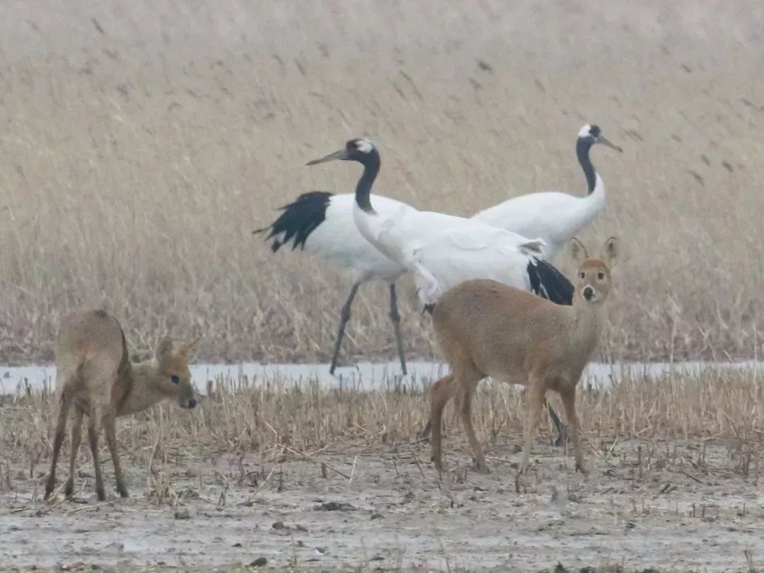 MG4355线路检测中心,湖南野活泼物追踪,湖南卫星追踪器,湖南追踪器