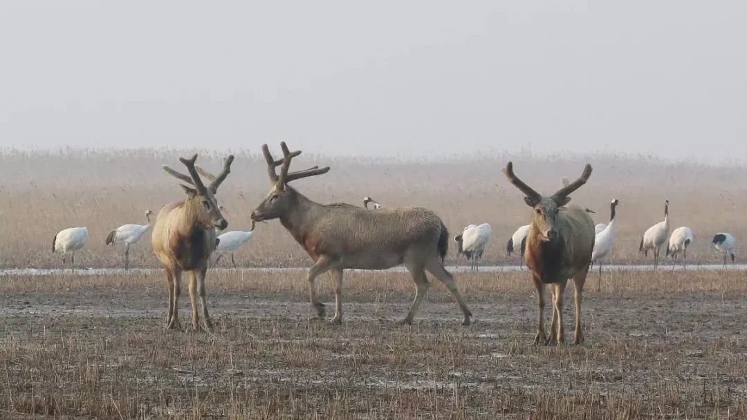MG4355线路检测中心,湖南野活泼物追踪,湖南卫星追踪器,湖南追踪器