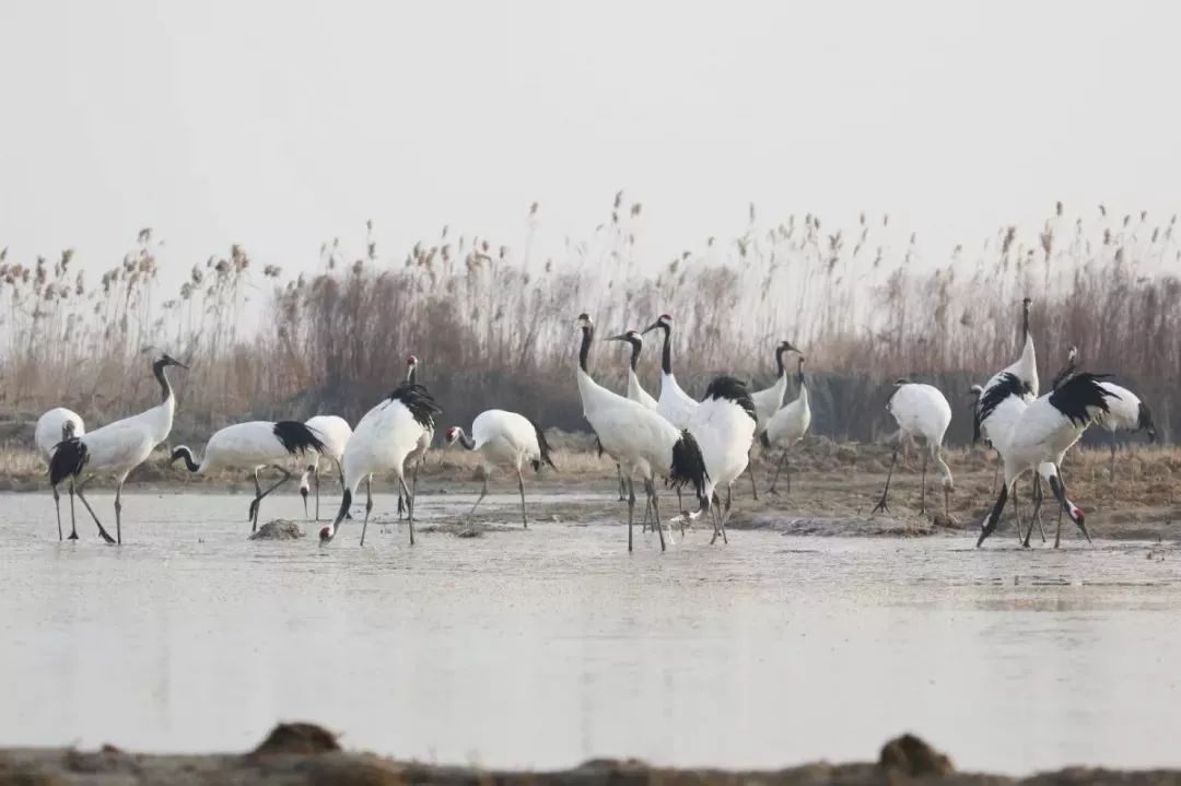 MG4355线路检测中心,湖南野活泼物追踪,湖南卫星追踪器,湖南追踪器