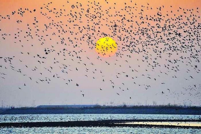 攸县兴林油茶,油茶苗,油茶果,轻基质杯苗,裸根苗,油茶苗价值,油茶苗批发,油茶苗基地