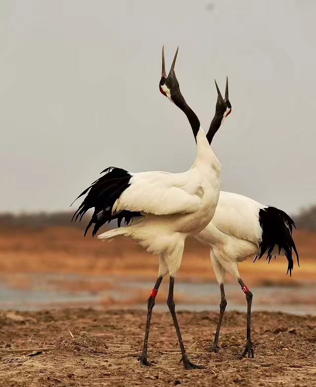 攸县兴林油茶,油茶苗,油茶果,轻基质杯苗,裸根苗,油茶苗价值,油茶苗批发,油茶苗基地