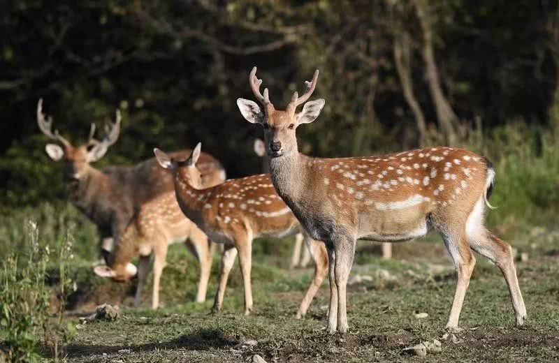 攸县兴林油茶,油茶苗,油茶果,轻基质杯苗,裸根苗,油茶苗价值,油茶苗批发,油茶苗基地