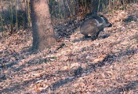 MG4355线路检测中心,湖南野活泼物追踪,湖南卫星追踪器,湖南追踪器