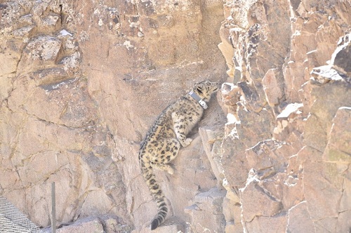 MG4355线路检测中心,湖南野活泼物追踪,湖南卫星追踪器,湖南追踪器