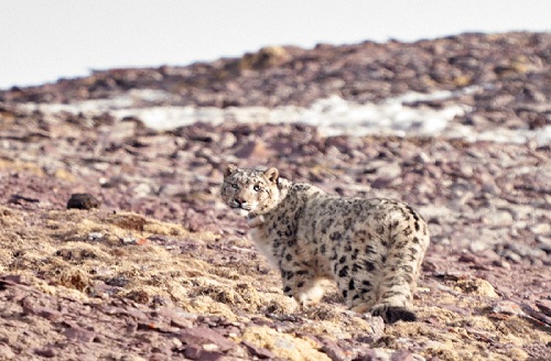 MG4355线路检测中心,湖南野活泼物追踪,湖南卫星追踪器,湖南追踪器