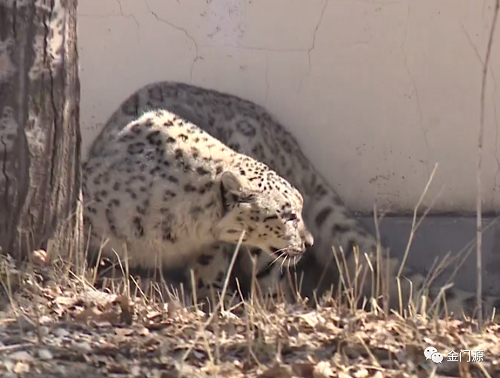 MG4355线路检测中心,湖南野活泼物追踪,湖南卫星追踪器,湖南追踪器