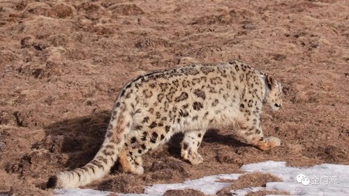 MG4355线路检测中心,湖南野活泼物追踪,湖南卫星追踪器,湖南追踪器