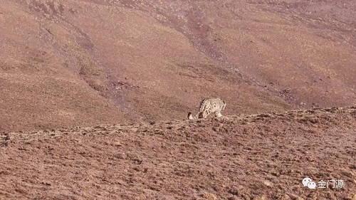 MG4355线路检测中心,湖南野活泼物追踪,湖南卫星追踪器,湖南追踪器