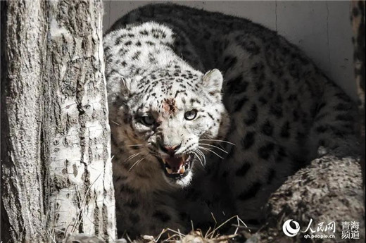 MG4355线路检测中心,湖南野活泼物追踪,湖南卫星追踪器,湖南追踪器