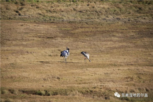 MG4355线路检测中心,湖南野活泼物追踪,湖南卫星追踪器,湖南追踪器