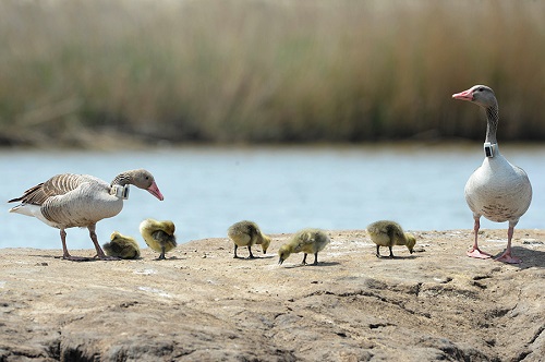 MG4355线路检测中心,湖南野活泼物追踪,湖南卫星追踪器,湖南追踪器