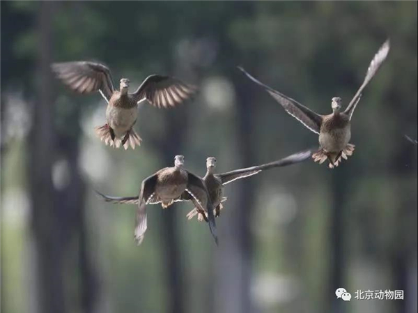 MG4355线路检测中心,湖南野活泼物追踪,湖南卫星追踪器,湖南追踪器
