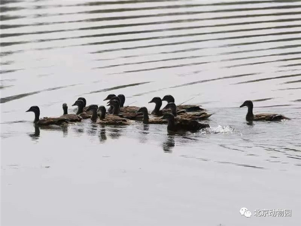 MG4355线路检测中心,湖南野活泼物追踪,湖南卫星追踪器,湖南追踪器