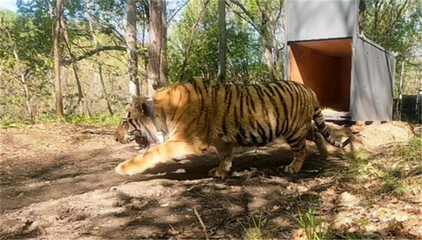 MG4355线路检测中心,湖南野活泼物追踪,湖南卫星追踪器,湖南追踪器