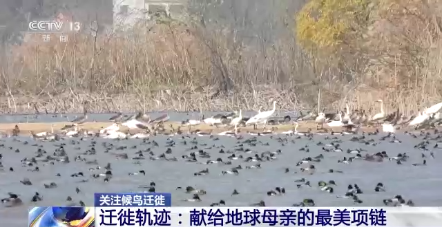 MG4355线路检测中心,湖南野活泼物追踪,湖南卫星追踪器,湖南追踪器