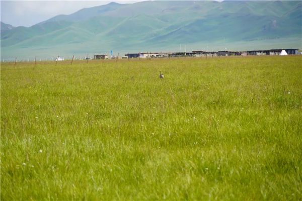MG4355线路检测中心,湖南野活泼物追踪,湖南卫星追踪器,湖南追踪器