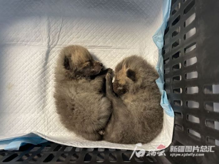 MG4355线路检测中心,湖南野活泼物追踪,湖南卫星追踪器,湖南追踪器