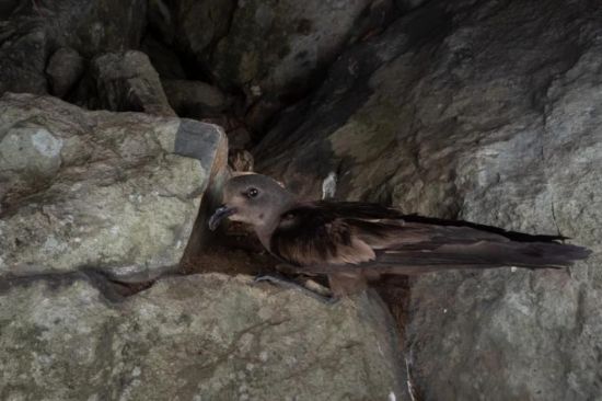 MG4355线路检测中心,湖南野活泼物追踪,湖南卫星追踪器,湖南追踪器