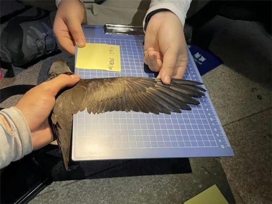 MG4355线路检测中心,湖南野活泼物追踪,湖南卫星追踪器,湖南追踪器