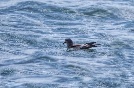 MG4355线路检测中心,湖南野活泼物追踪,湖南卫星追踪器,湖南追踪器
