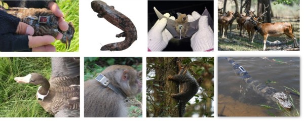 MG4355线路检测中心,湖南野活泼物追踪,湖南卫星追踪器,湖南追踪器