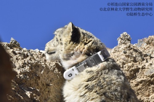 MG4355线路检测中心,湖南野活泼物追踪,湖南卫星追踪器,湖南追踪器