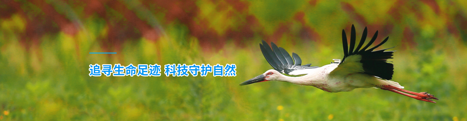 MG4355线路检测中心_湖南野活泼物追踪|湖南卫星追踪器